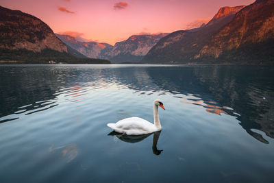 Swans swimming in lake