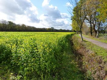 Scenic view of agricultural field against sky