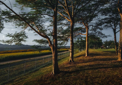 Trees on field against sky