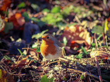Close-up of robin perching on a field