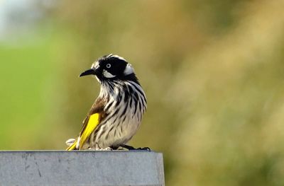 Close-up of bird perching