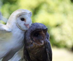 Close-up of owl perching outdoors