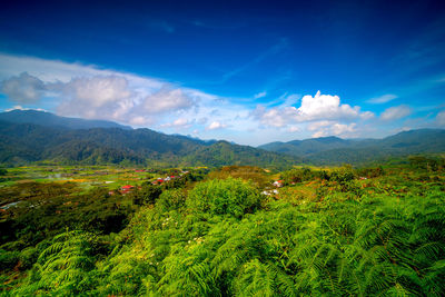 Scenic view of field against sky