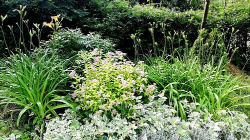 View of flowering plants on field