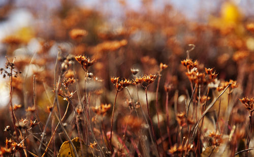 Small orange flowers that grow when the first snow has arrived