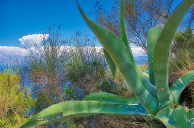 Close-up of succulent plant on field against blue sky