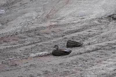 High angle view of birds on beach