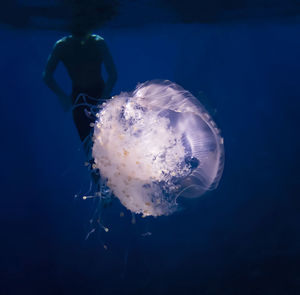 Close-up of jellyfish swimming in sea