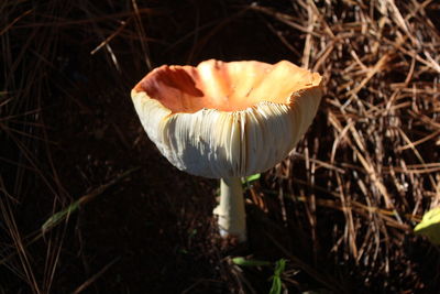 Close-up of white flower on field