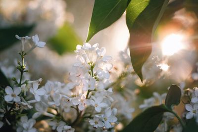 Close-up of white flowers