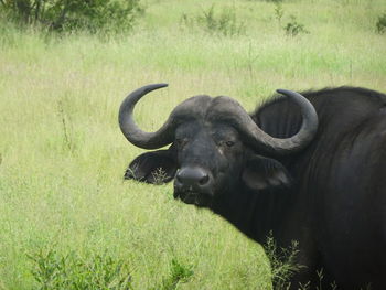 Black horse in a field