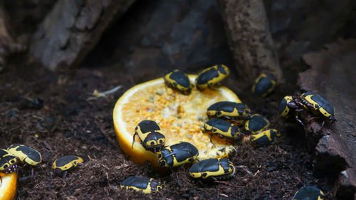 Flower chafers or flower scarabs cetoniinae in terrarium eating and orange