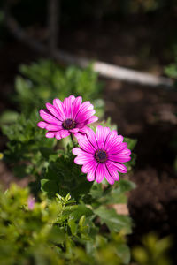 Close-up of pink flower on field