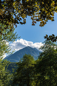 Low angle view of trees and mountains against sky