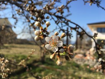 Close-up of cherry blossom tree