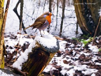 Bird perching on tree during winter