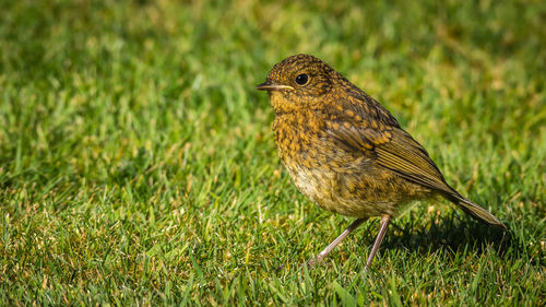 Close-up of bird perching on field