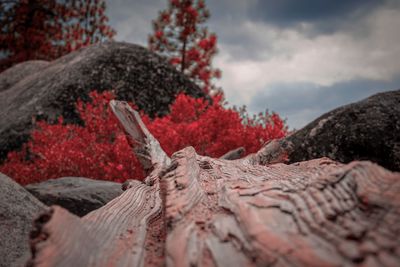 Close-up of sculpture on rock against sky