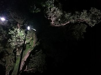 Illuminated tree against moon at night