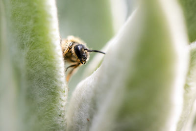 Close-up of insect on leaf