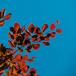 Low angle view of red flowering plant against clear blue sky