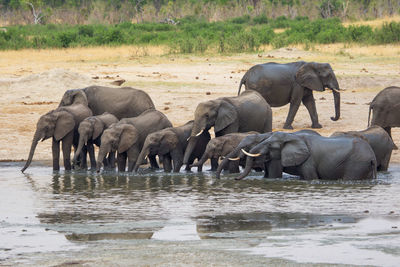 Elephants drinking water