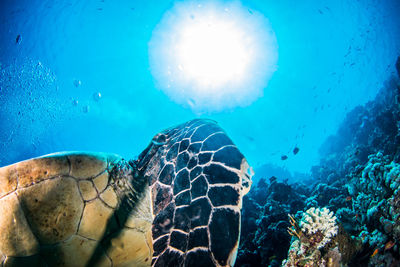 Close-up of jellyfish swimming in sea