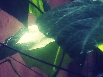 High angle view of leaves on plant