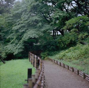 Narrow footbridge along trees