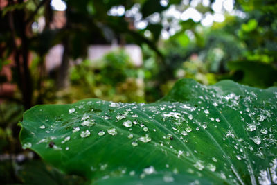 Some rain drops fall on a taro leaves in the morning.