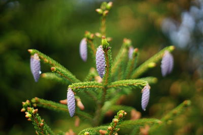 Close-up of purple flowering plant