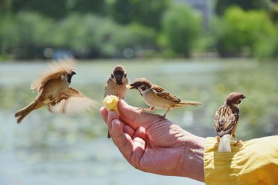 Cropped hand feeding sparrows