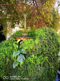 Close-up of plants against trees