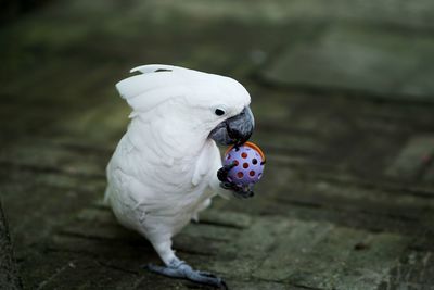 Close-up of parrot playing with toy