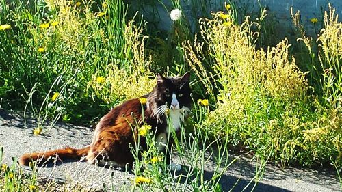 Cat sitting on grass