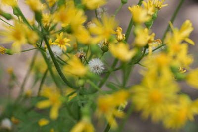 Close-up of yellow flower