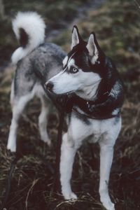 Dog on field