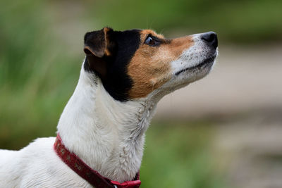 Close-up of dog looking away