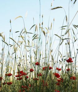 Close-up of flowering plants on field against sky