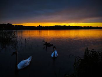 Swans swimming in lake during sunset