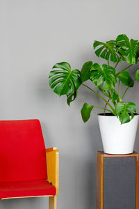 A beautiful monstera flower in a white pot stands on a wooden old acoustic speaker 