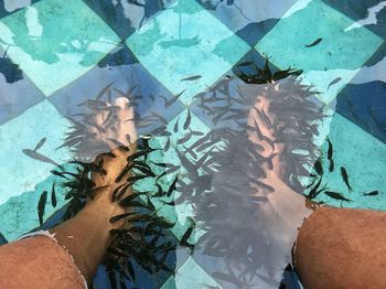 High angle view of fish in swimming pool. fish therapy on the feet in the pond