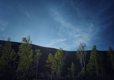 Low angle view of trees against sky