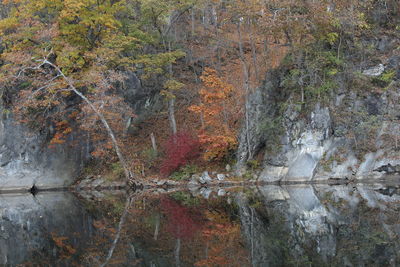 Trees by river in forest during autumn