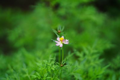 Close-up of flowering plant on field