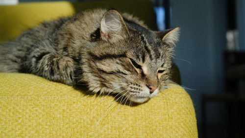 Close-up of cat sleeping at home