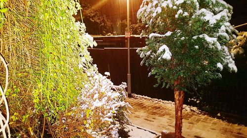 Trees against built structure