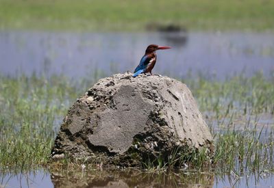 Bird perching on rock by lake