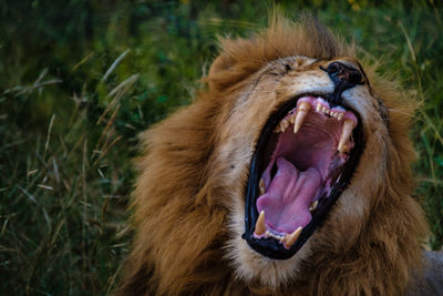 Close-up of lioness