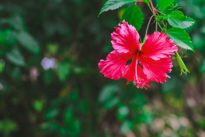 Close-up of pink hibiscus